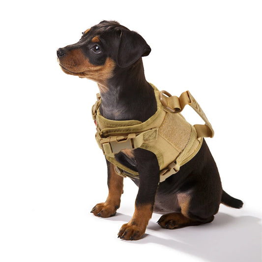 🎖️🐾 Tactical Puppy Harness & Leash – Σαμαράκι Ειδικού Τύπου για Μικρούς Σκύλους & Γατάκια 🐶🐱 Στιβαρό, ρυθμιζόμενο και άνετο – για εκπαίδευση, βόλτες & περιπέτεια!